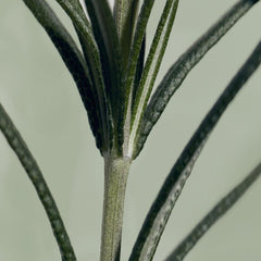 Aromatica_Rosemary_Scalp_Scaling_shampoo_180ml