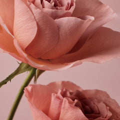 Bonajour_Rose_Stem_Cell_Cream_50ml