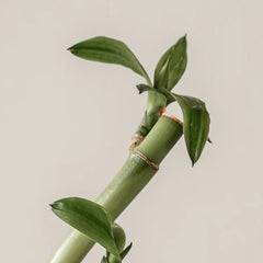 KAINE_Green_Calm_Aqua_Cream_70ml