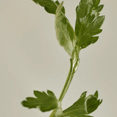 Beauty_Of_Joseon_ Matte_sun_stick_:_Mugwort+Camelia